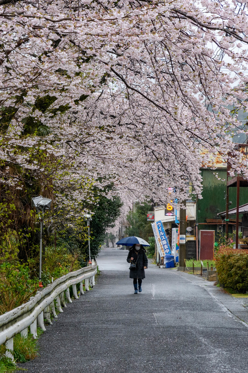 f:id:qshiro:20220401080825j:plain:w260