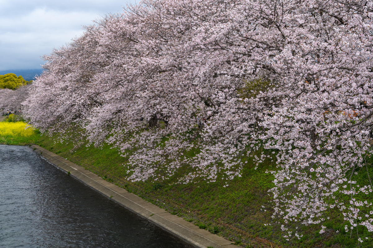 さくら前線-2023 #5 - 牛歩的写真中心網録”