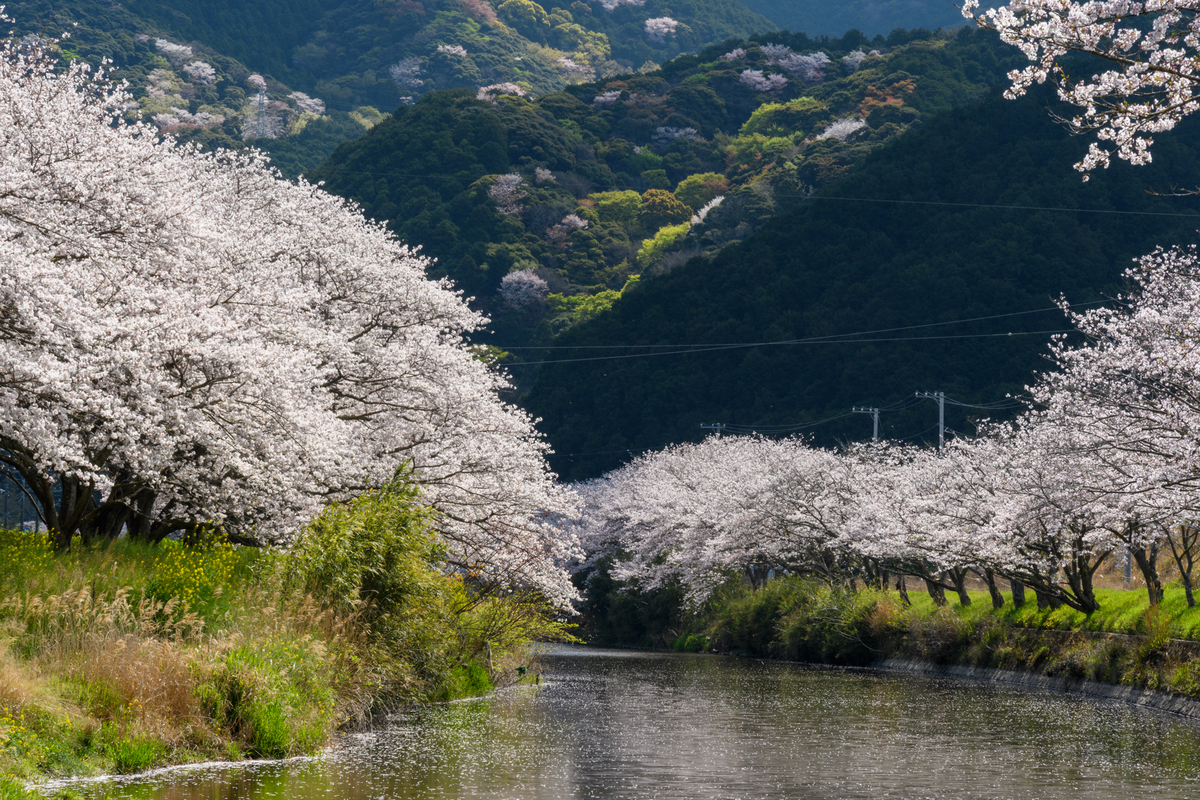 さくら前線-2023 #7 - 牛歩的写真中心網録”