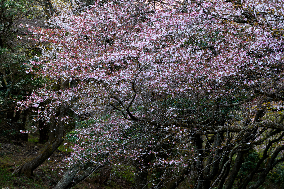 さくら前線-2023 #9 - 牛歩的写真中心網録”