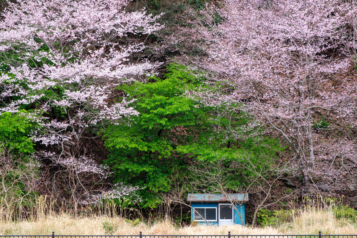 さくら前線 - 牛歩的写真中心網録”