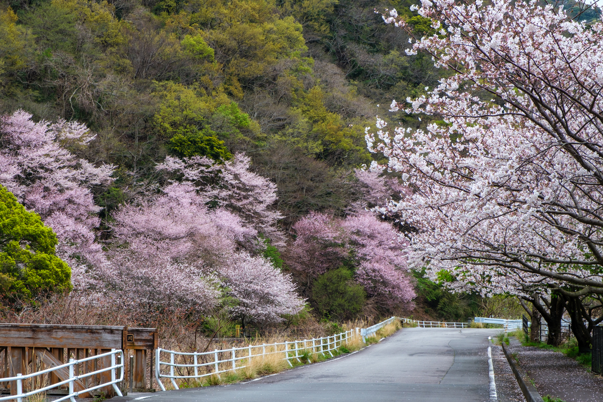 さくら前線 - 牛歩的写真中心網録”