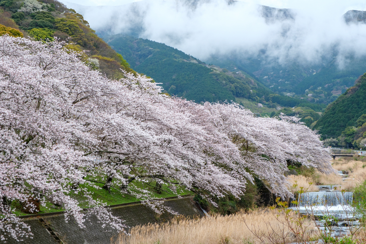 さくら前線 - 牛歩的写真中心網録”