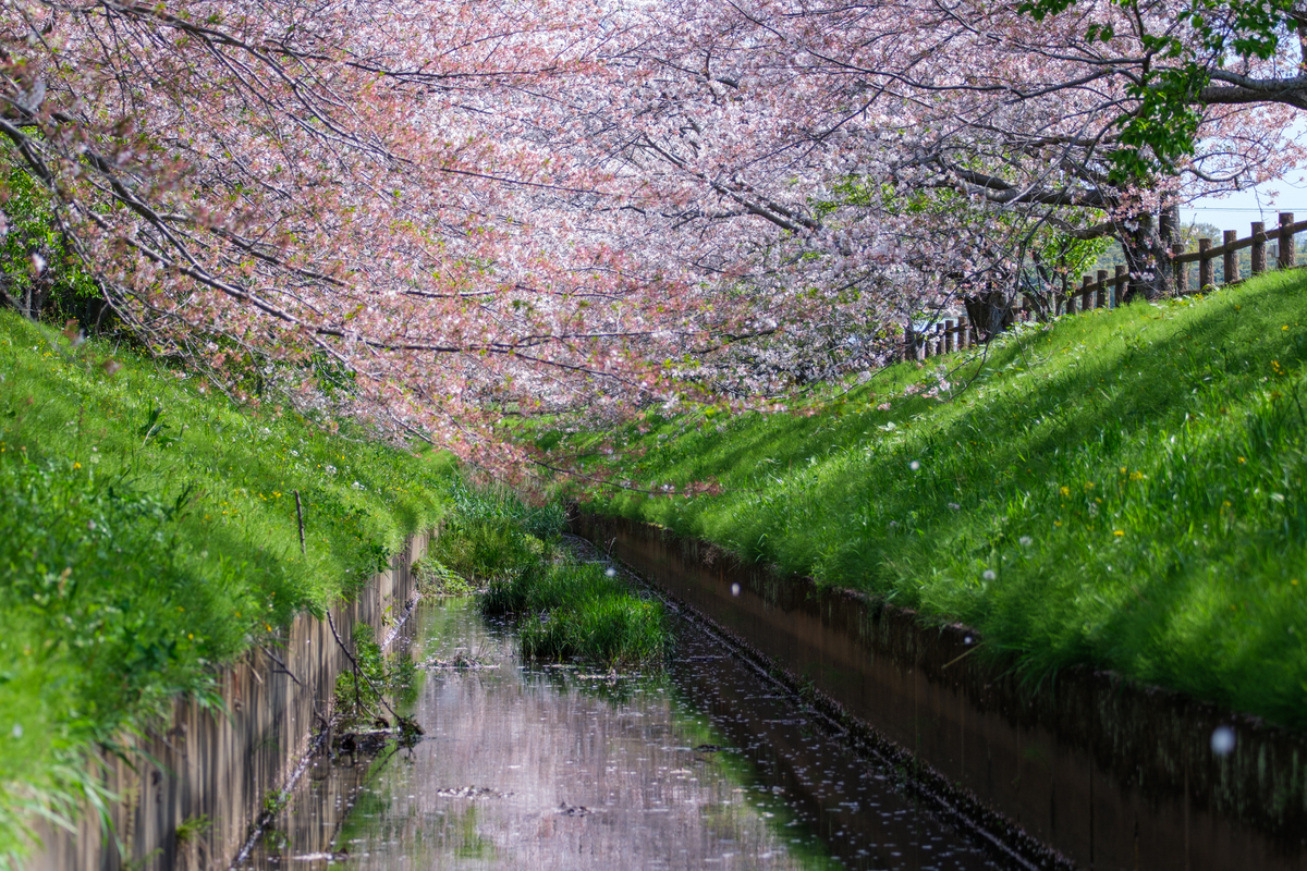 桜前線 - 牛歩的写真中心網録”