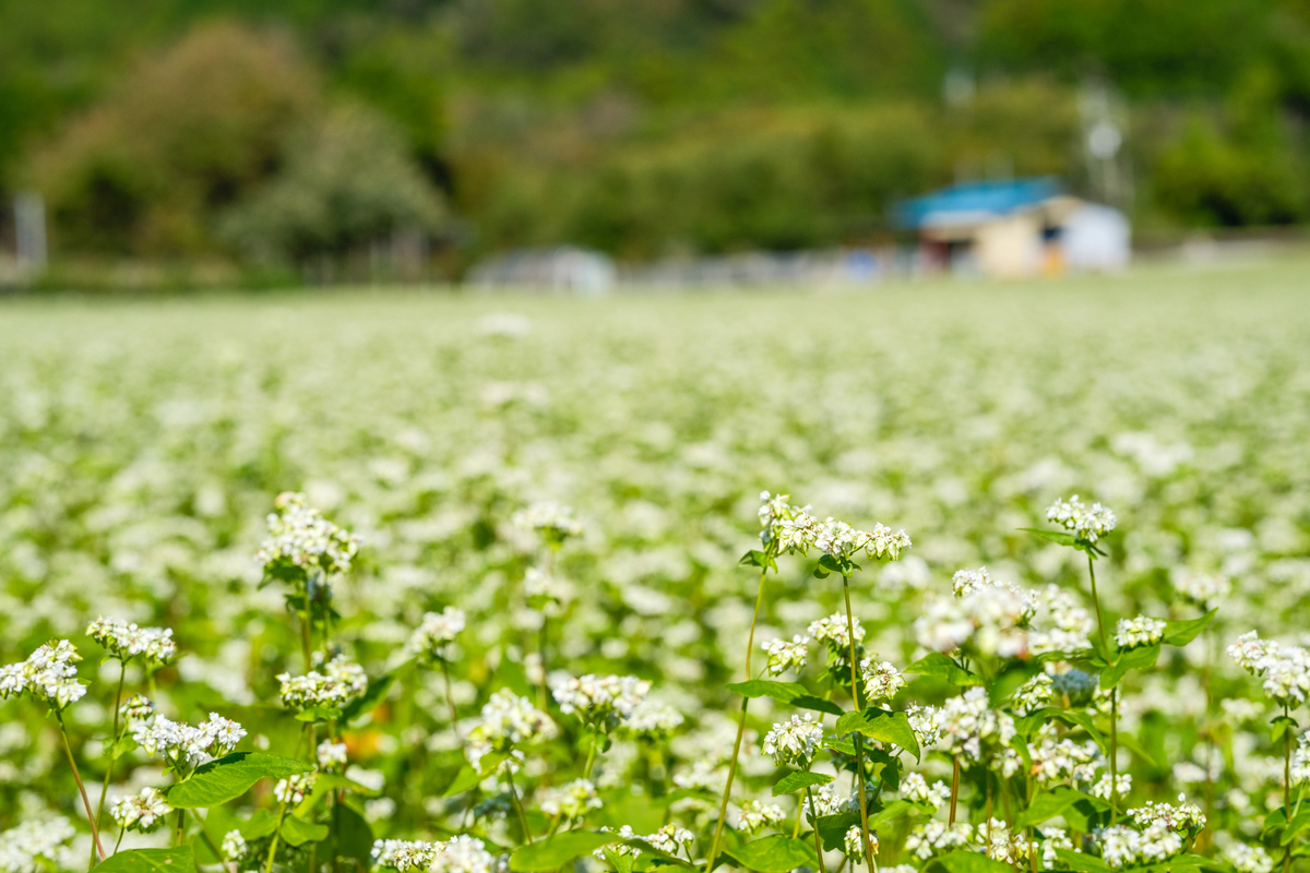 裾野の秋 - 牛歩的写真中心網録”
