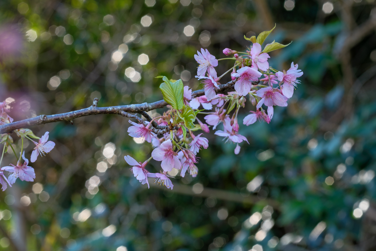 かんなみ桜 - 牛歩的写真中心網録”