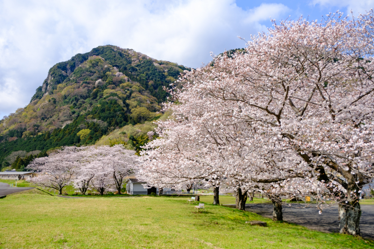 さくら前線 - 牛歩的写真中心網録”