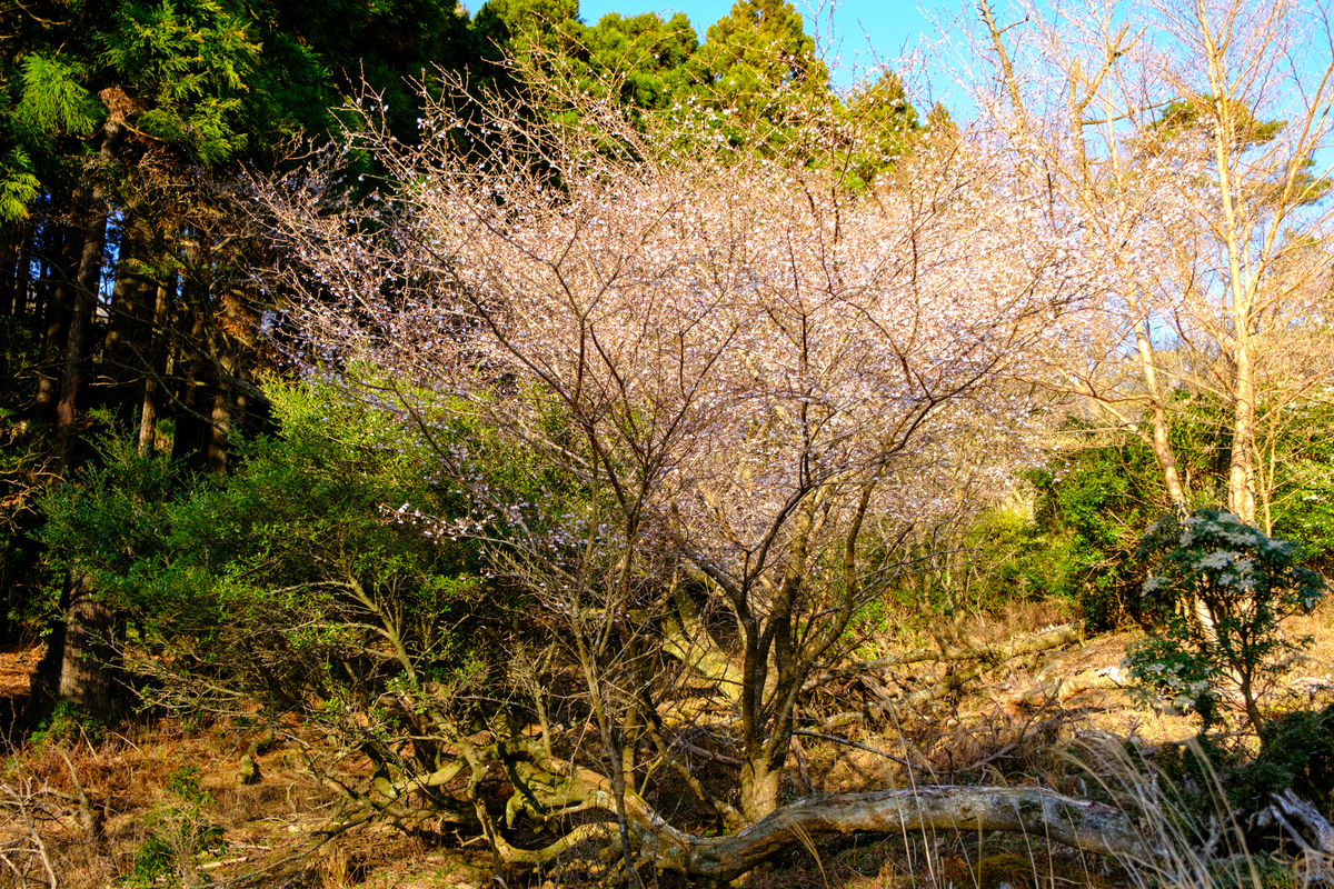 さくら前線 - 牛歩的写真中心網録”