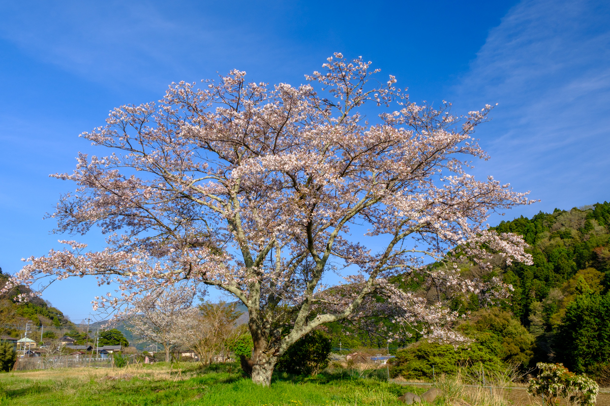 桜前線 西伊豆 - 牛歩的写真中心網録”