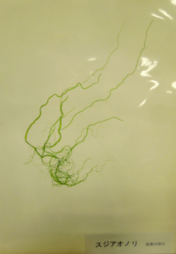 DSCN3954s.jpg