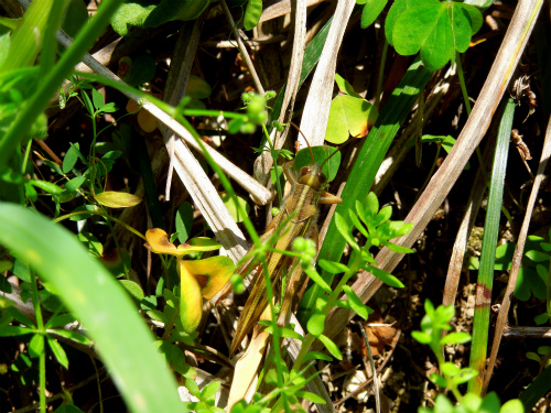 DSCN5429s.jpg