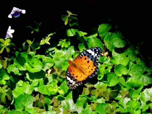 DSCN5465s.jpg