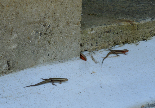 DSCN5476s.jpg