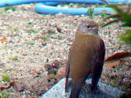 P1030250-s1.jpg
