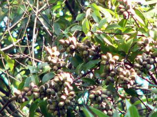P1080361-s1.jpg