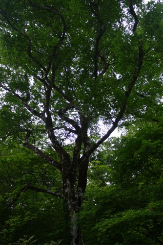 P1090178.jpg