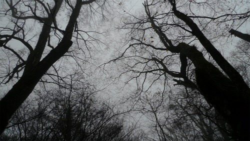P1320133.jpg