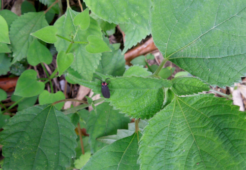 DSCN6368s.jpg