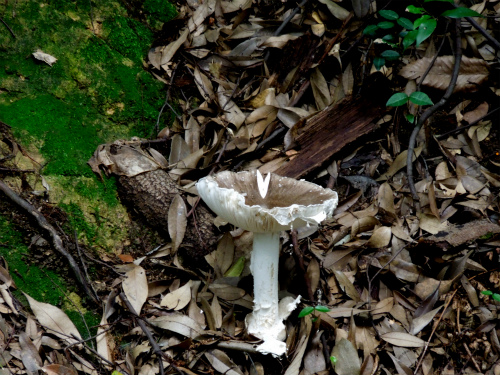 DSCN8536s.jpg