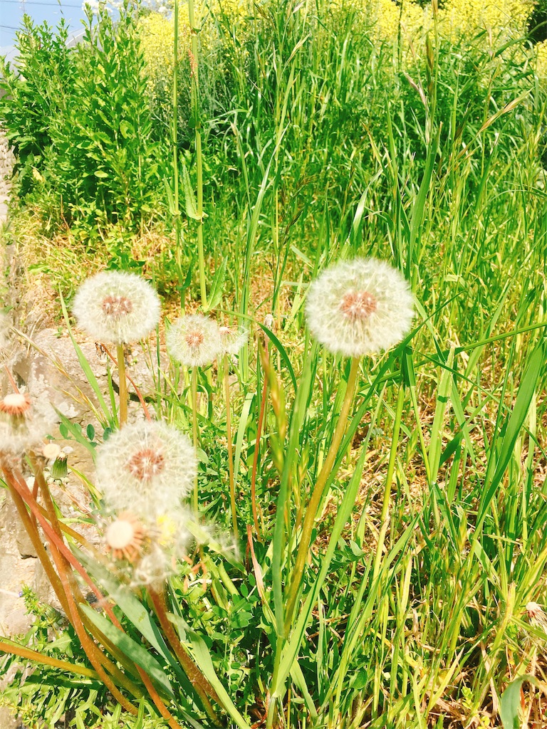 f:id:qsmet:20180505221737j:image