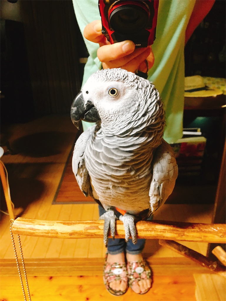 f:id:qsmet:20180624203244j:image f:id:qsmet:20180624203244j:image