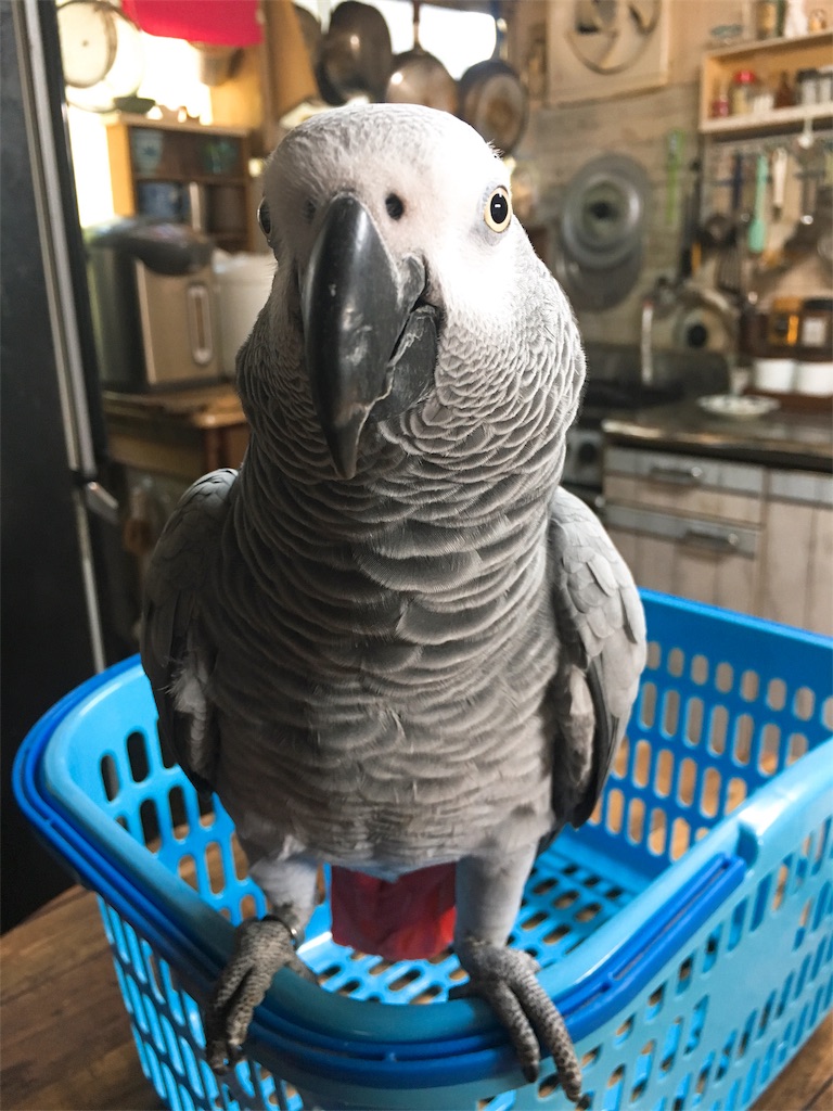 f:id:qsmet:20180729155737j:image