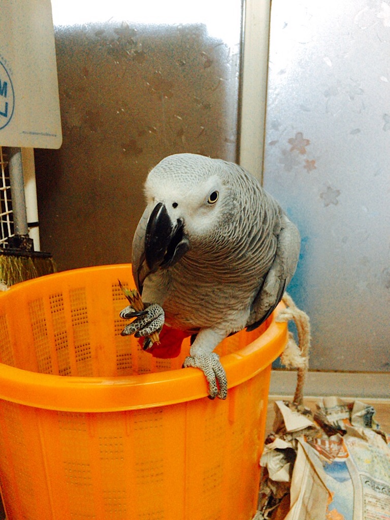 f:id:qsmet:20190223215530j:image