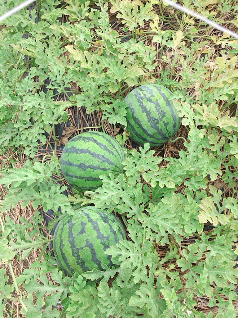 f:id:qsmet:20190713230007j:image