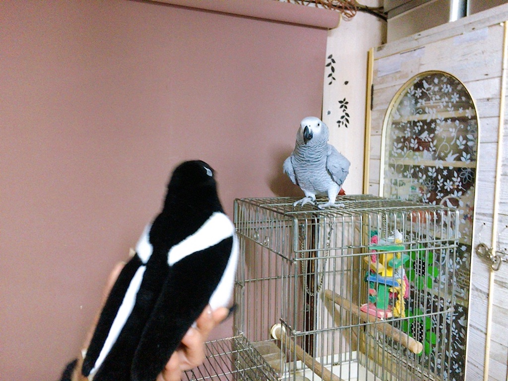 f:id:qsmet:20200301184145j:image
