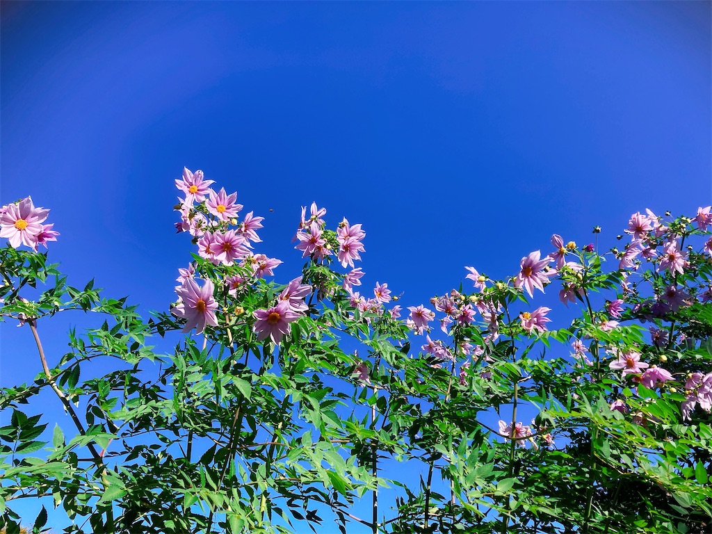f:id:qsmet:20211128153540j:image