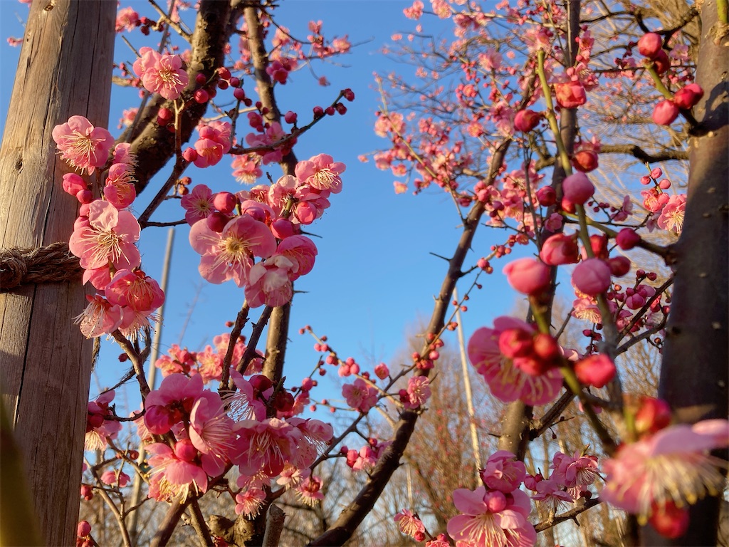 f:id:qsmet:20230216210709j:image