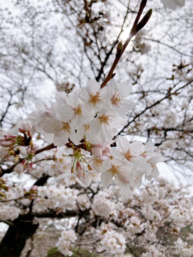 f:id:qsmet:20230321200111j:image