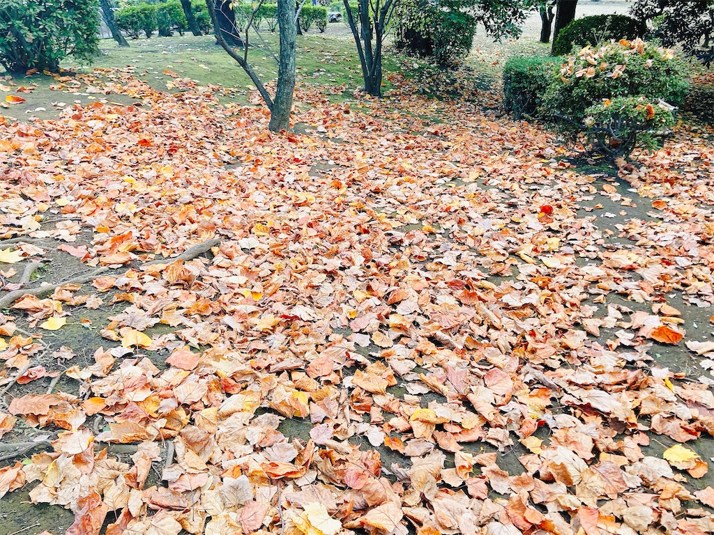 f:id:qsmet:20241119155205j:image