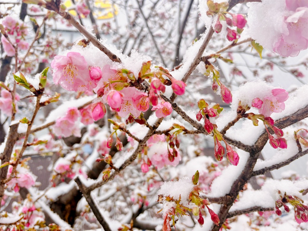 f:id:qsmet:20260210132130j:image