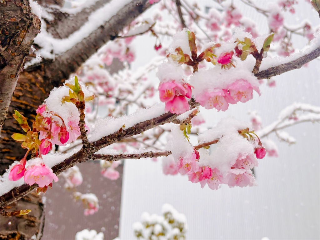f:id:qsmet:20260210132144j:image
