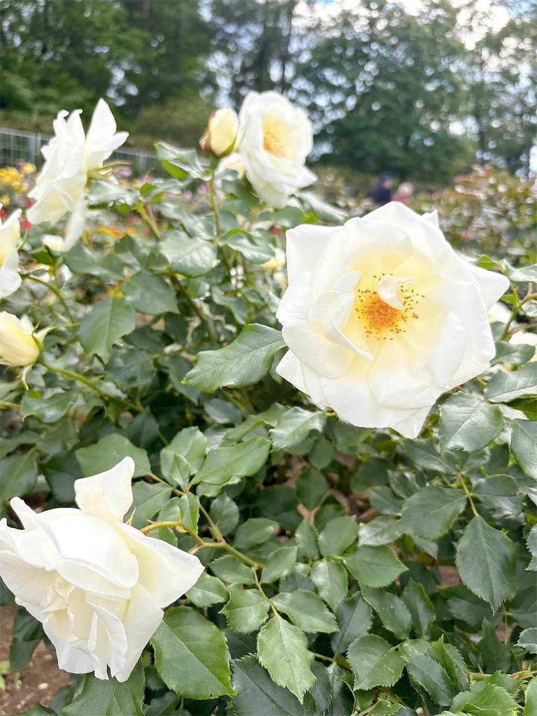 f:id:qsmet:20260503232046j:image