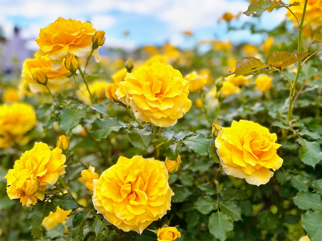 f:id:qsmet:20260503232103j:image