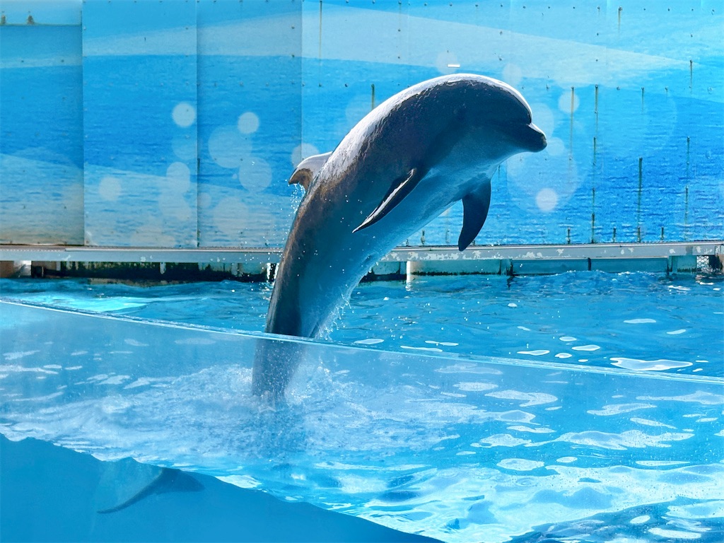 f:id:qsmet:20260524214334j:image