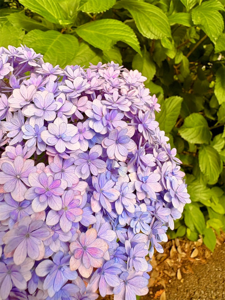 f:id:qsmet:20260614222931j:image