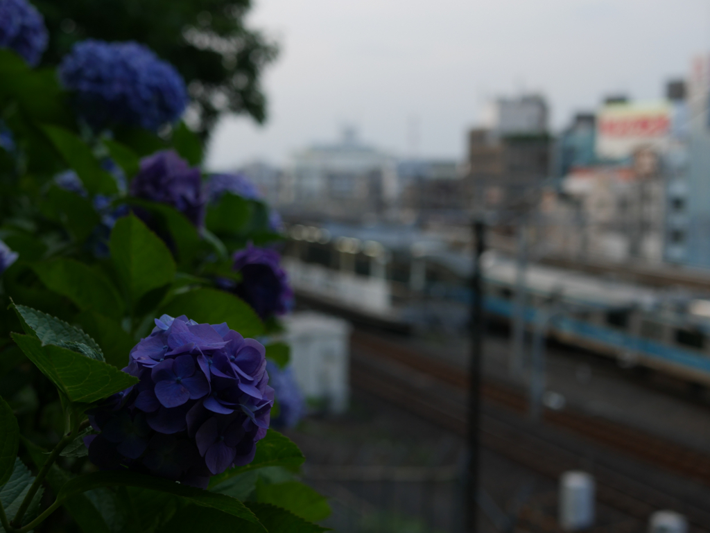 f:id:qtamaki:20170825221129j:plain f:id:qtamaki:20170825221129j:plain