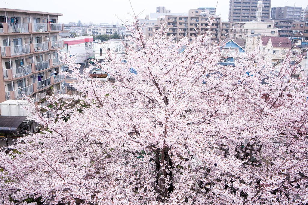 f:id:qtamaki:20181024165453j:plain f:id:qtamaki:20181024165453j:plain