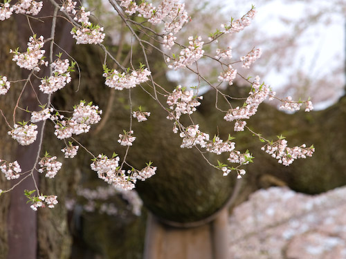 醍醐桜(アズマヒガン)