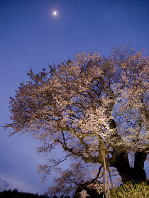 醍醐桜