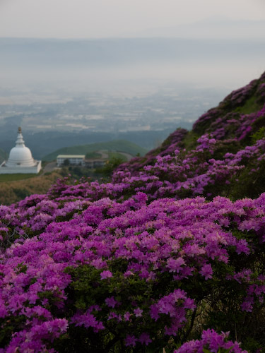 醍醐桜