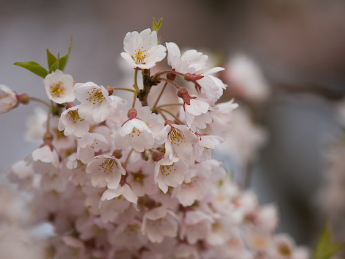 醍醐桜（アズマヒガン）