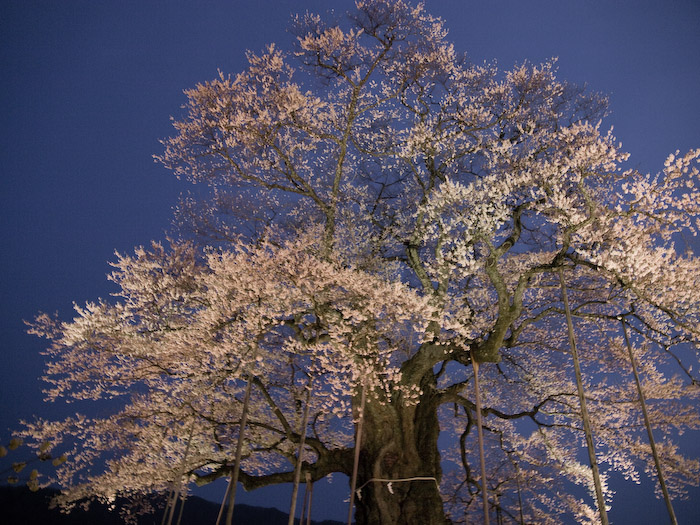 醍醐桜