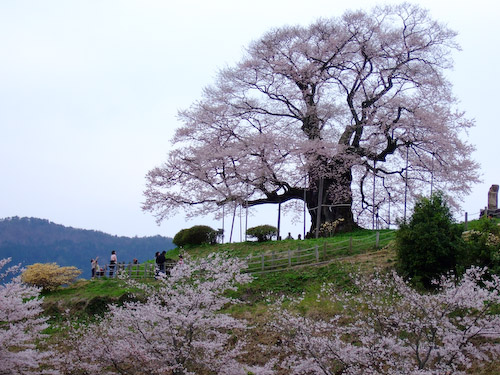 醍醐桜