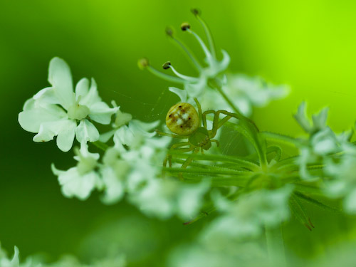 花蜘蛛