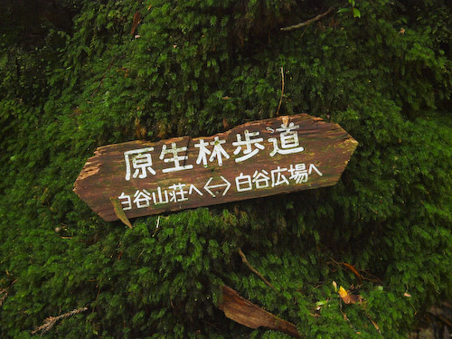 原生林歩道