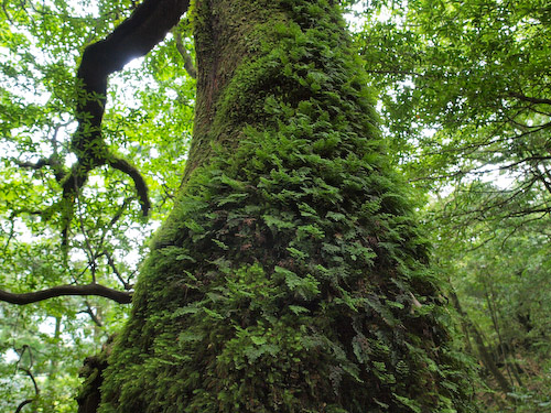 苔むした木